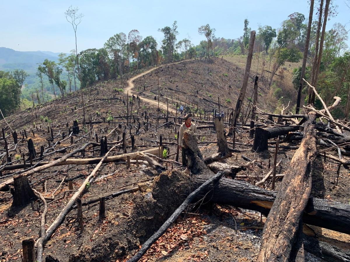 Nóng" nạn phá rừng ở khu vực giáp ranh huyện Ea Kar và Krông Bông
